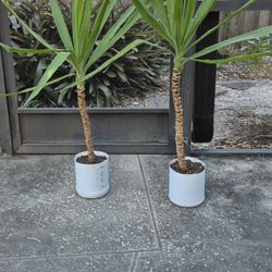 🪴 Yucca Cane  Plant 3.5 ' Tall,  Indoor / Outdoor *SOLD SEPARATELY