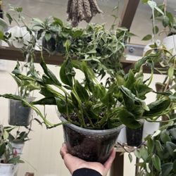 Huge Pot Of Shangri-La Pothos!10 Inch Pot!!