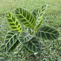 CALATHEA /PRAYER PLANTS (Air Purifying Home or Office) 6” Pot