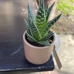 Plant With Ceramic Pot