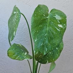 4" Thai Con Monstera (C)