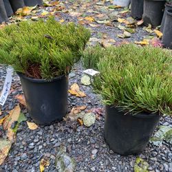 Dwarf Mugo Pines