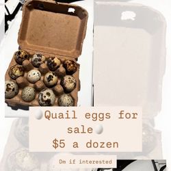 Quail Eggs 