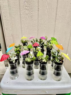 Succulent Arrangements in Glass Bamboo Pots Cups