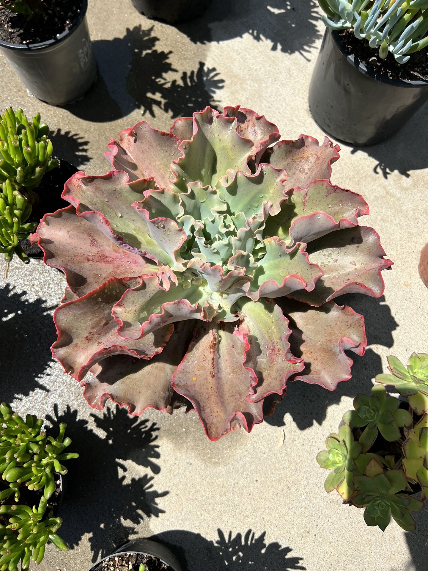 Healthy 2 Year Old 10" Echeveria ‘Ruffles’ Home Grown🧘‍♀️🌿