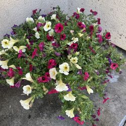 Plant For Garden