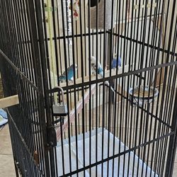 Parakeets And Cage 