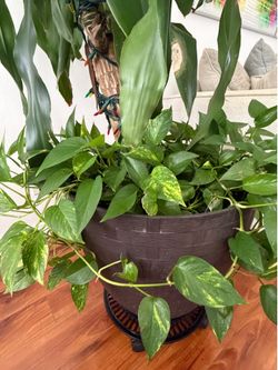 Planter