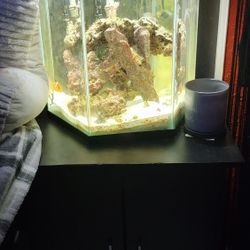 Fish Tank Setup Salt Water