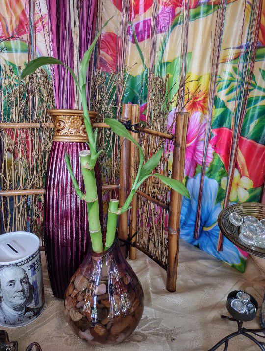 Live Lucky Bamboo Plant