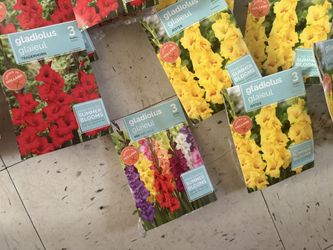 Flower Seeds