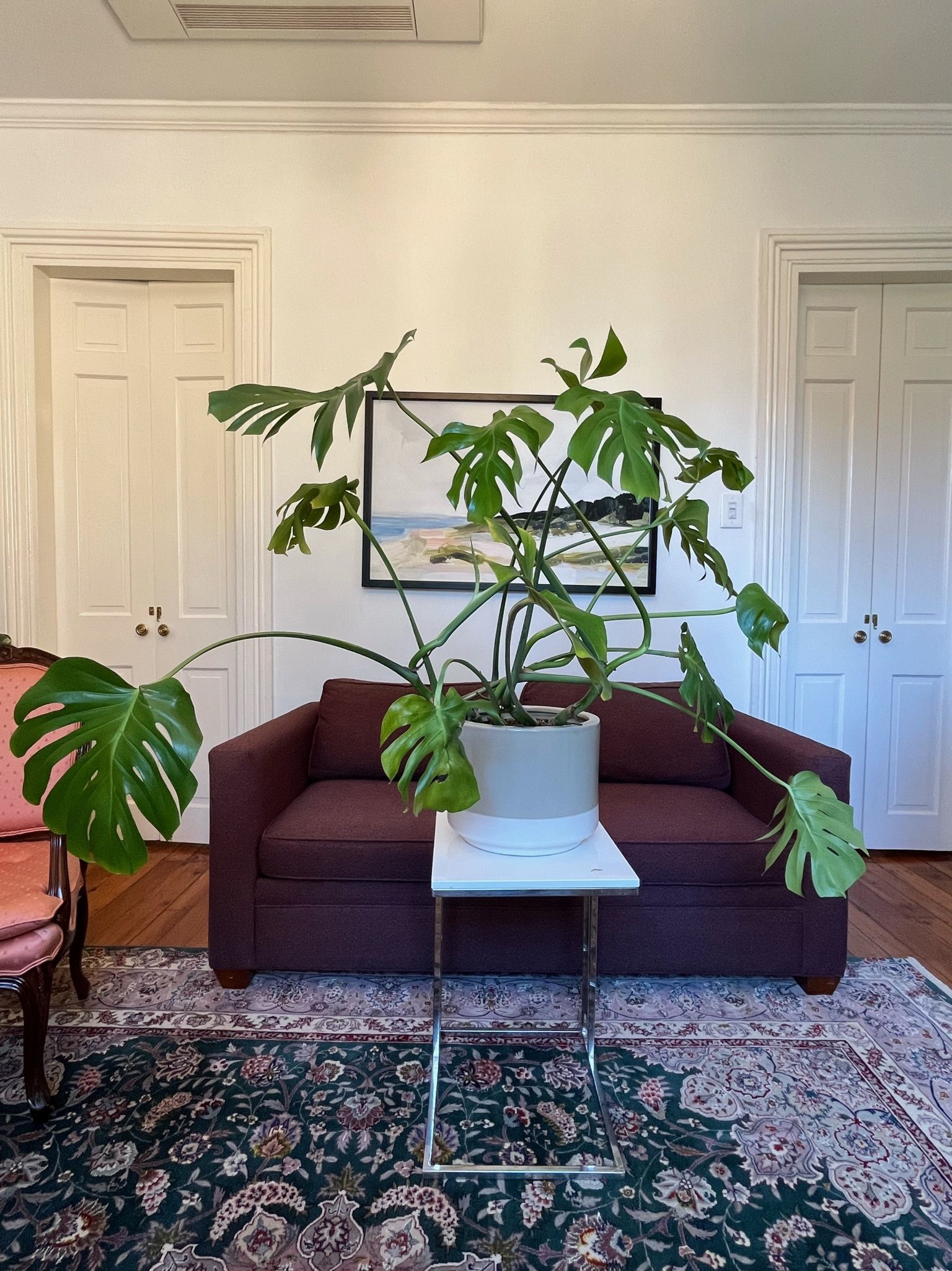 Monstera Plant 
