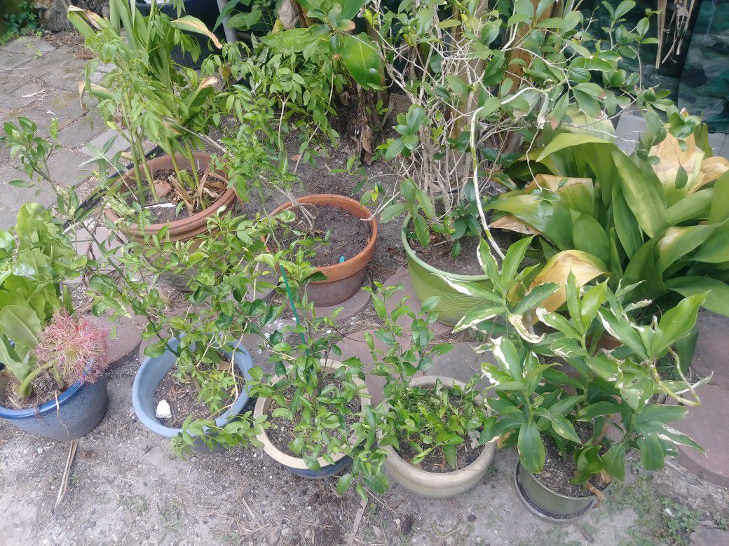 9 plants including pots
