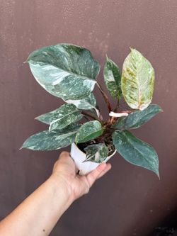4” philodendron white knight marble galaxy