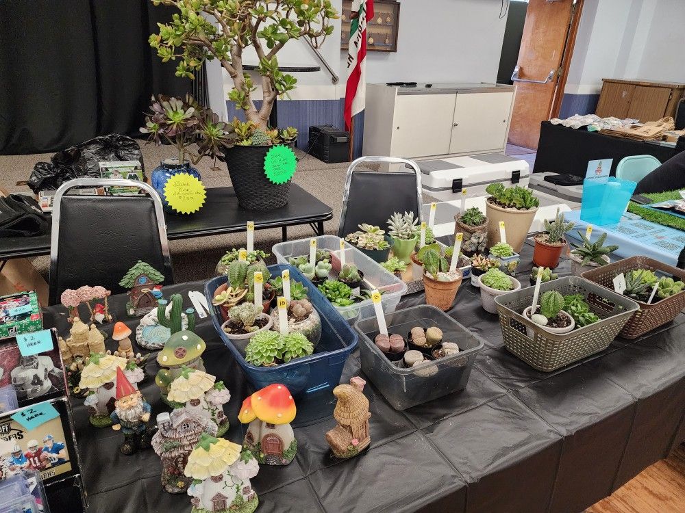 PLANT SALE ALL THIS WEEK IN SAN LORENZO. TONS TO CHOOSE FROM