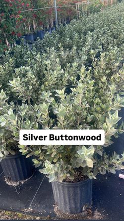 🤍 Plant: Silver Buttonwood