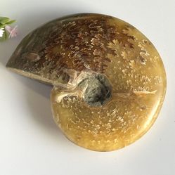 Natural Ammonite