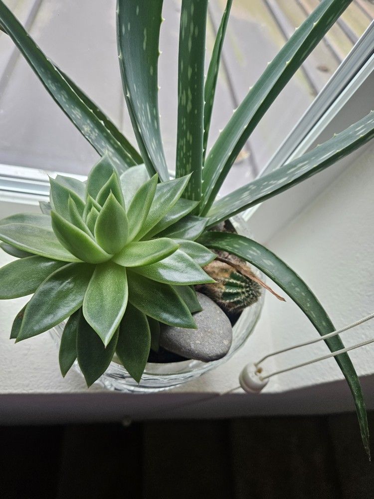 Plant Succulent, Aloe And Cactus In Nice Glass Vase