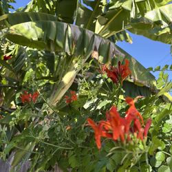 XL Honeysuckle Orange Flowers In XL Ceramic Pot Well Rooted  Healthy Plant Attracts Hummingbirds And Butterflies