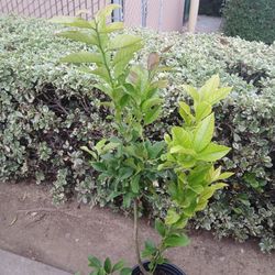 Grafted Dwarf Eureķa Lemon Tree😃😃😃🌿🌿🌿🍋🍋🍋