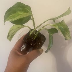 The Manjula pothos in 4” pot