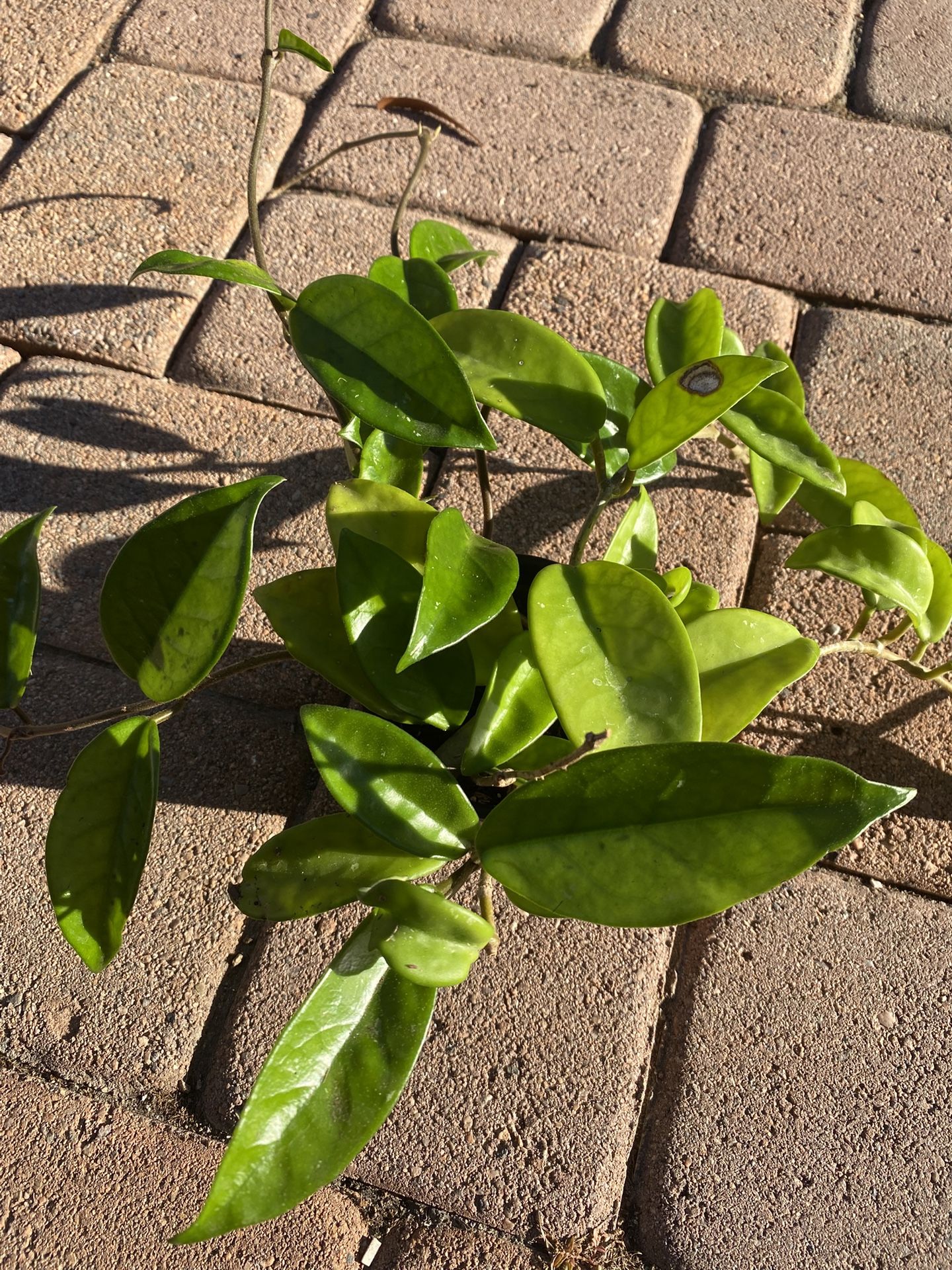 Hoya Carnosa in 4" pot