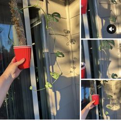 Monstera Adansonii $10