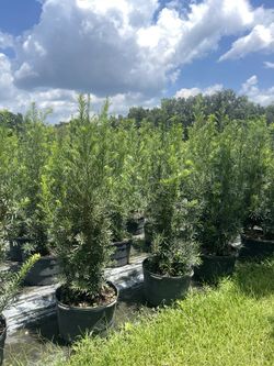 Podocarpus 15 gallon 4/5 feet tall