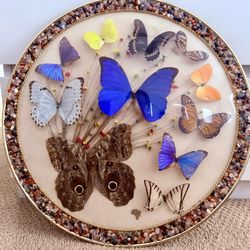 Butterfly Display From Brazil $25