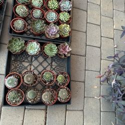 Small Plants For Sale