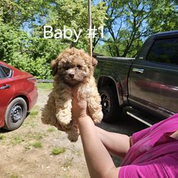 Shipoo Puppies For Sale!!