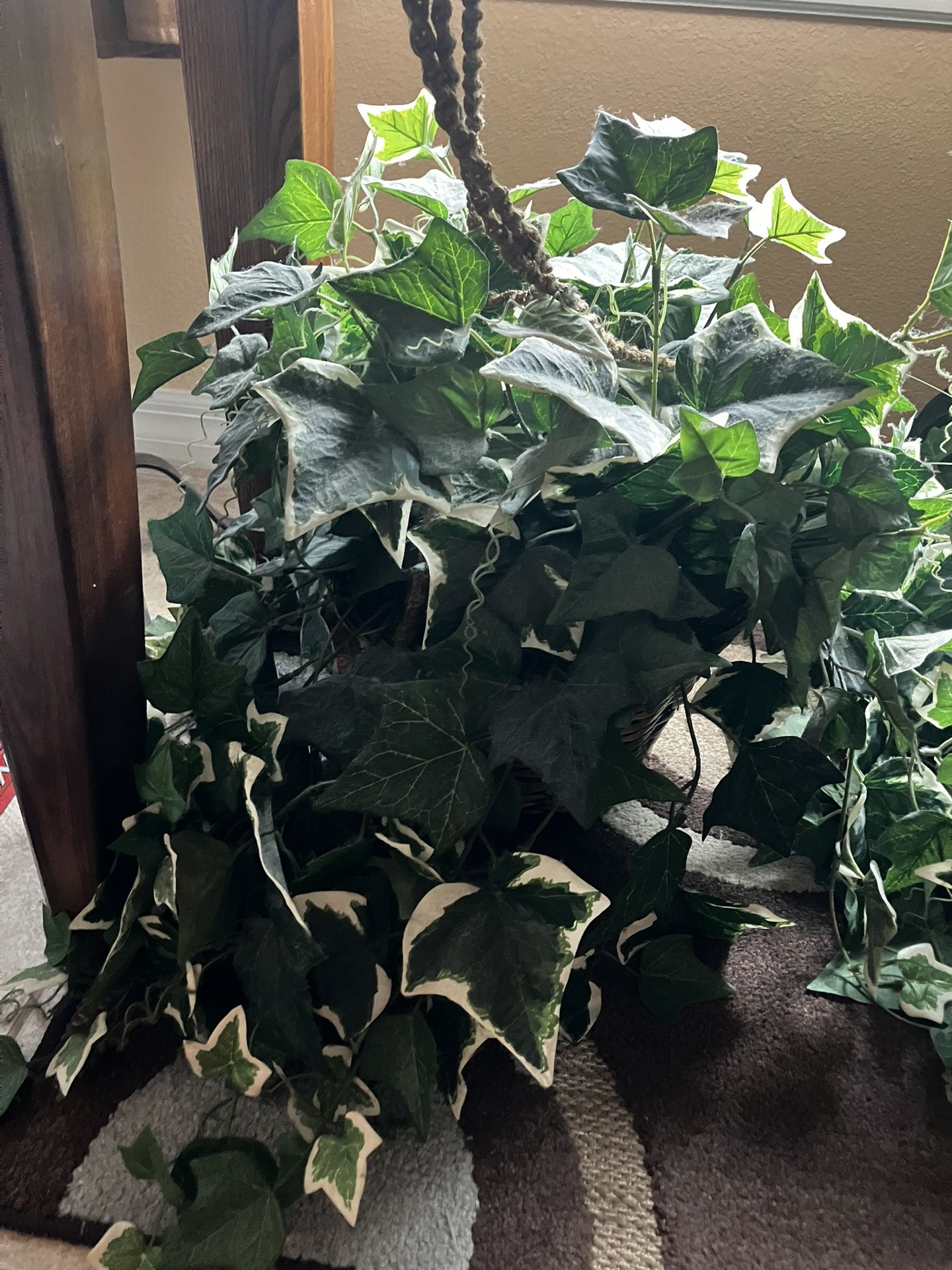 Natural English Ivy With Basket