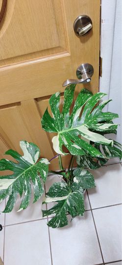 Beautiful Thai Constellation Monstera
