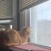 LemonMeow
