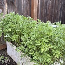 Mugwort (Artemisia vulgaris)