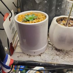 Rosette Succulent In A Small White Ceramic Container No Drainage Hole