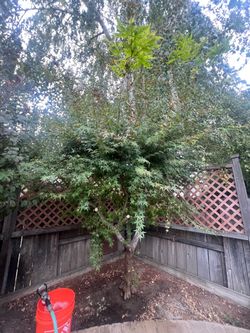Japanese maple tree