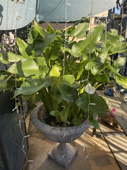 Alcatraz Flower Plant