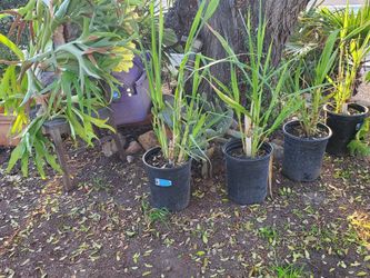 5 Gallon Sugar Cane Plants