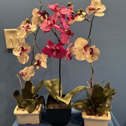 Three Beautiful Orchids