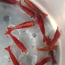 Aquarium Red Cherry Shrimps