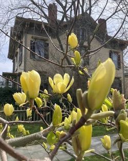 Butterflies Magnolia trees —