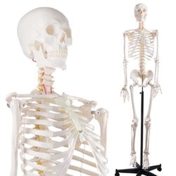 Brand New Human Skeleton Model for Anatomy -Life Size Anatomical Skeleton Medical Model with Nervous System 70.8 in with Rolling Stand for Study and D