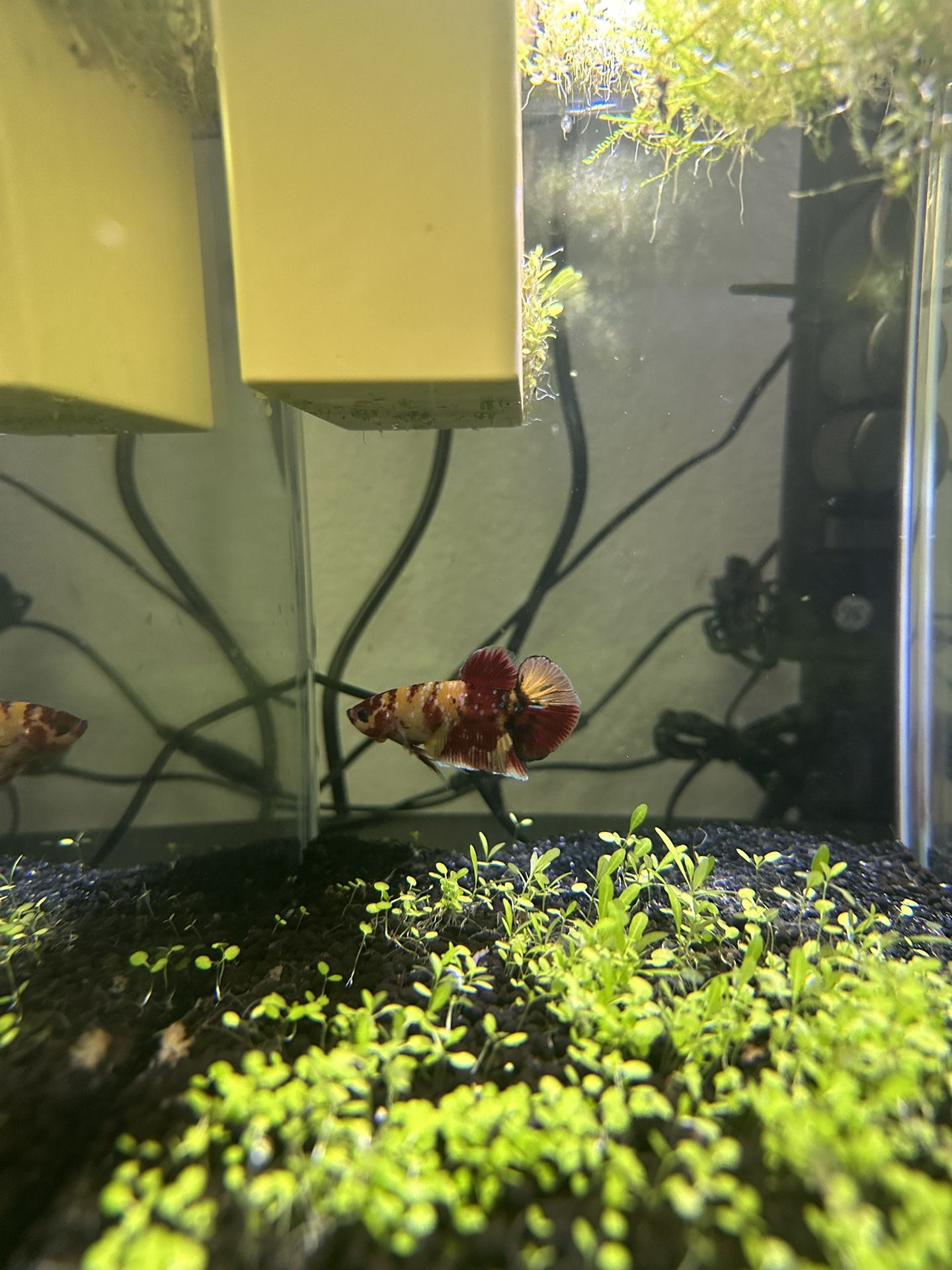 Fish Tank for Sale in Kent, WA OfferUp