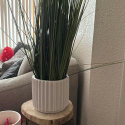 Fake Plant 