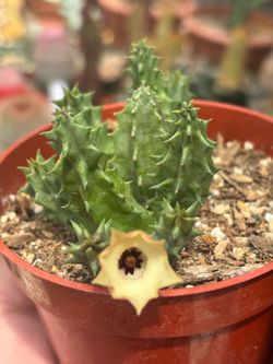 Huernia thuretii plants 🪴🌼🪰🪰