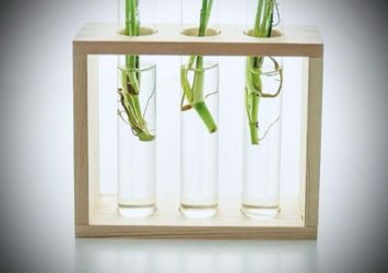 Wooden frame with three clear glass test tubes. Frame: 6" X 5" X 2"
; Tubes: 6.75" H ; 1.25" D