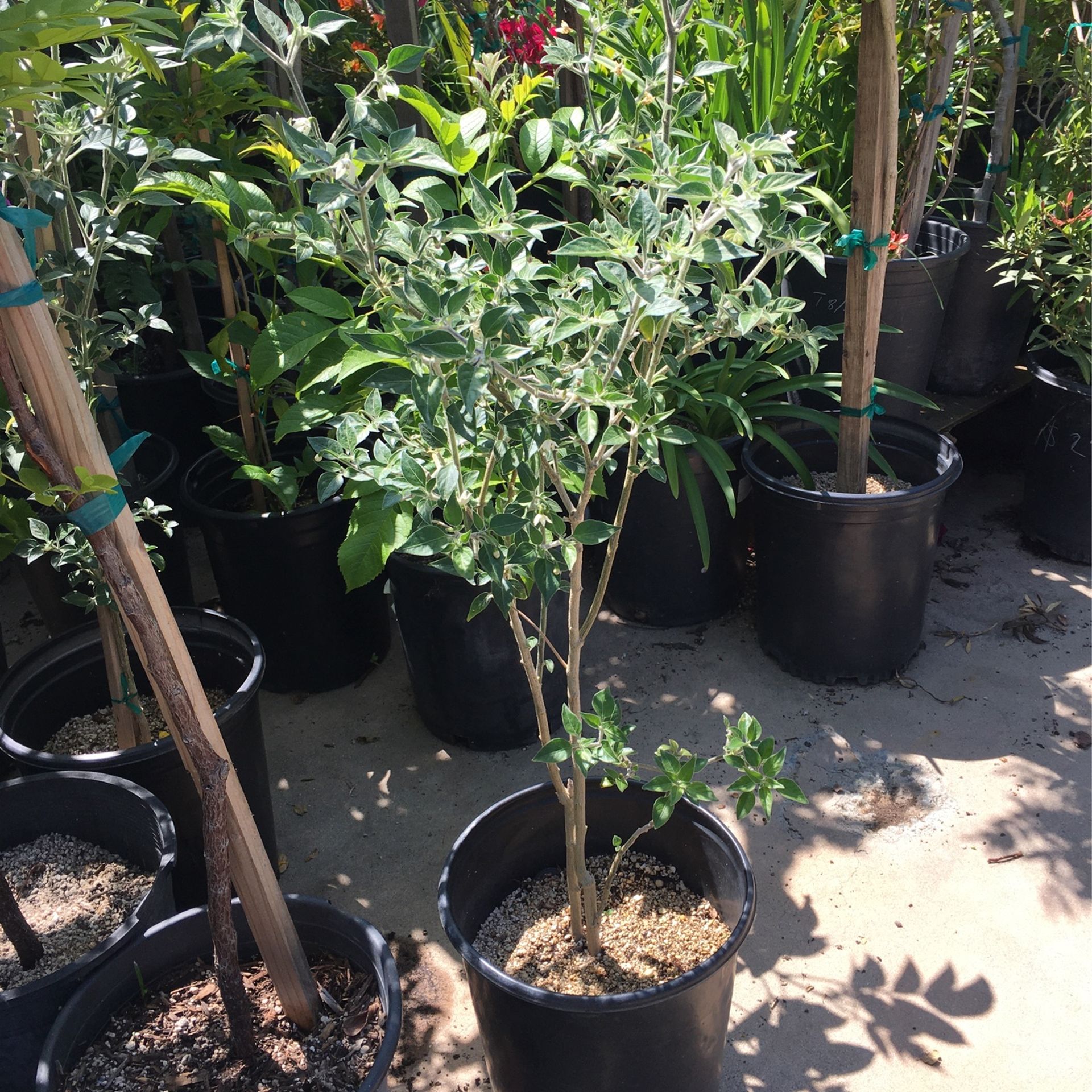 Black Cobra 🌶 Pepper 5 Gallon Pot