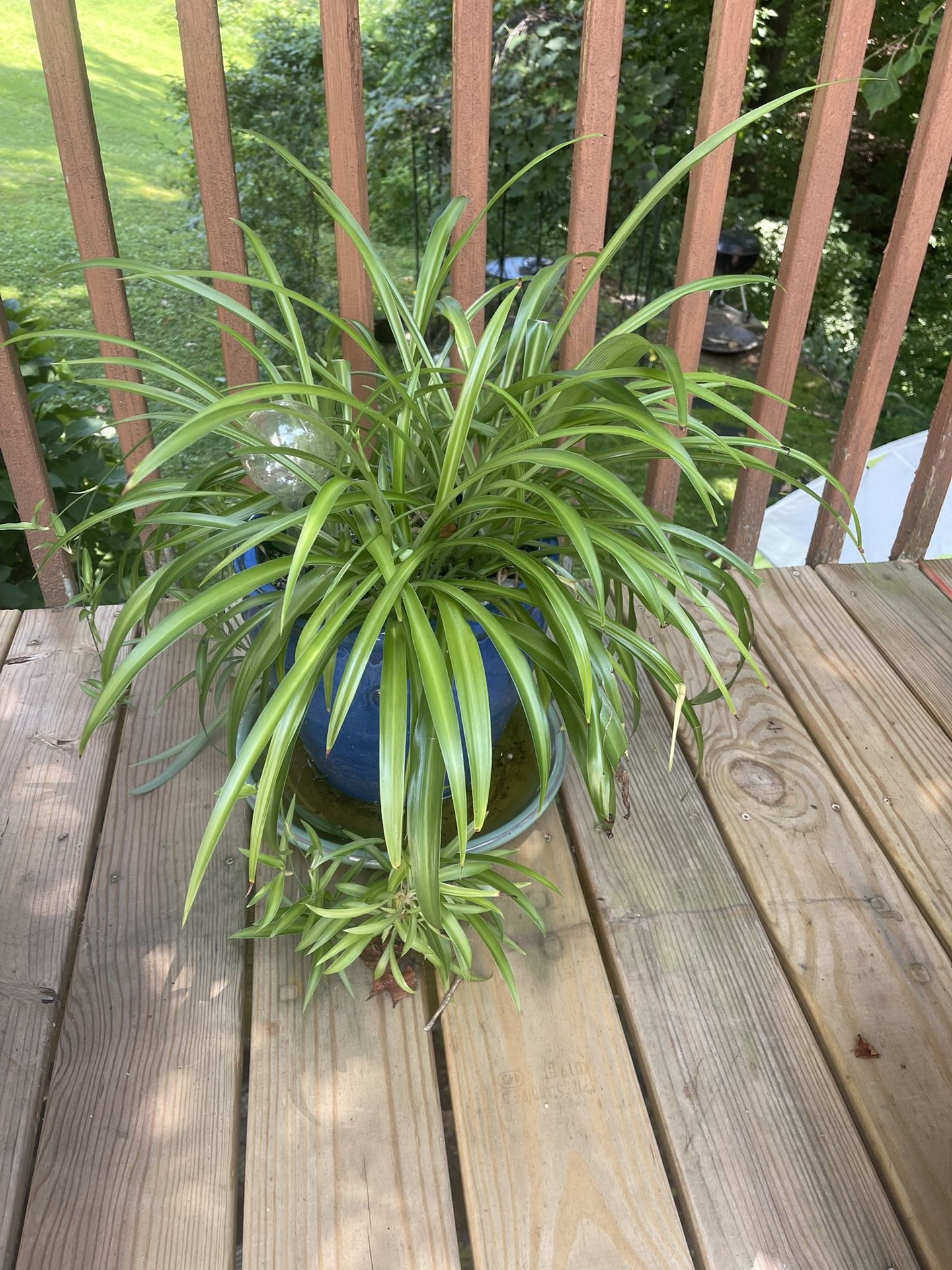 Plant Cutting (spider Plant )