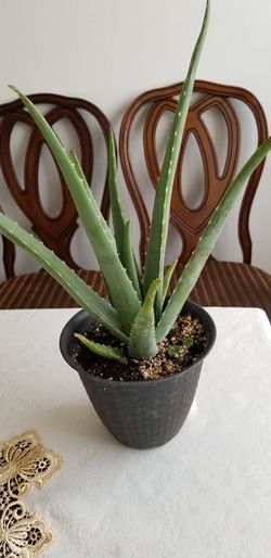 Aloe vera Healthy and best air purifying house plant in the new pot